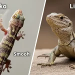 Difference Between Gecko and Lizard